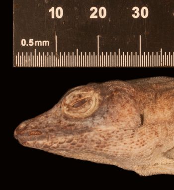 Media type: image;   Herpetology R-6164